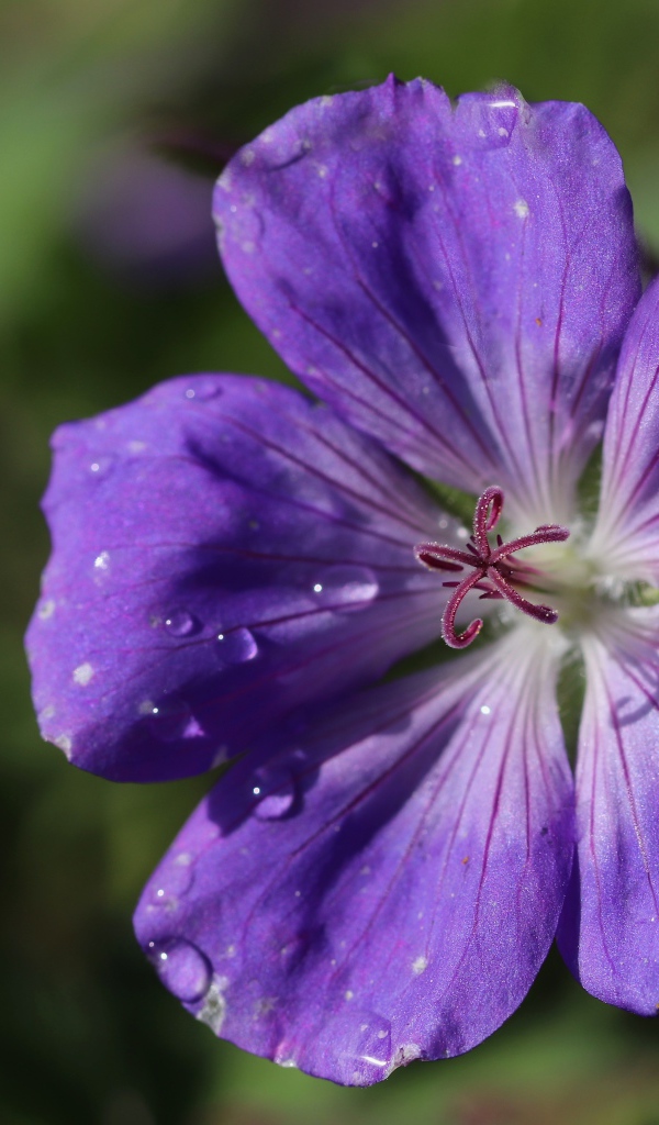 Фиолетовый  красивый цветок герани крупным планом