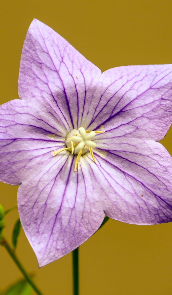 Фиолетовый цветок колокольчика на желтом фоне 