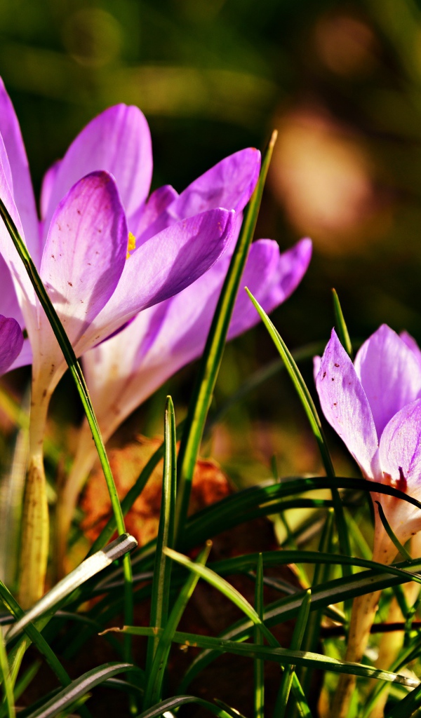 Фиолетовые крокусы в высокой зеленой траве