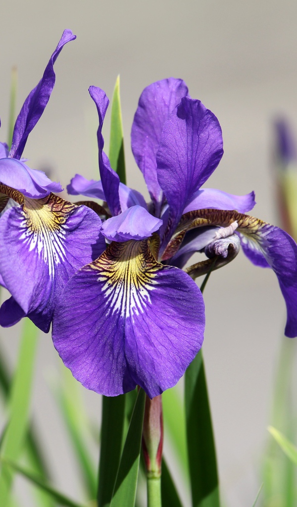 Фиолетовые цветы ириса с бутонами крупным планом