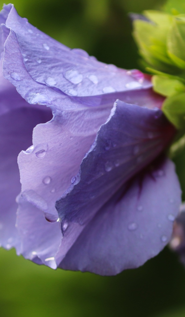 Фиолетовые цветы лаватера в каплях дождя