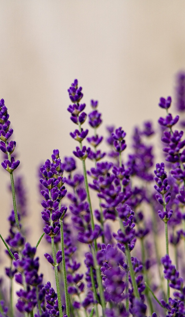 Фиолетовые цветы лаванды на сером фоне