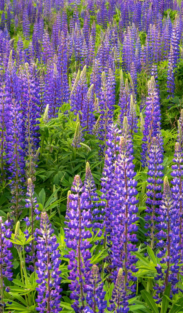 Фиолетовые цветы люпина с зелеными листьями на поле 