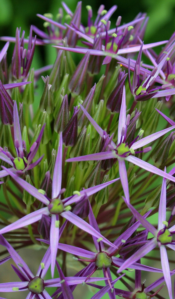 Фиолетовые цветы персидского лука