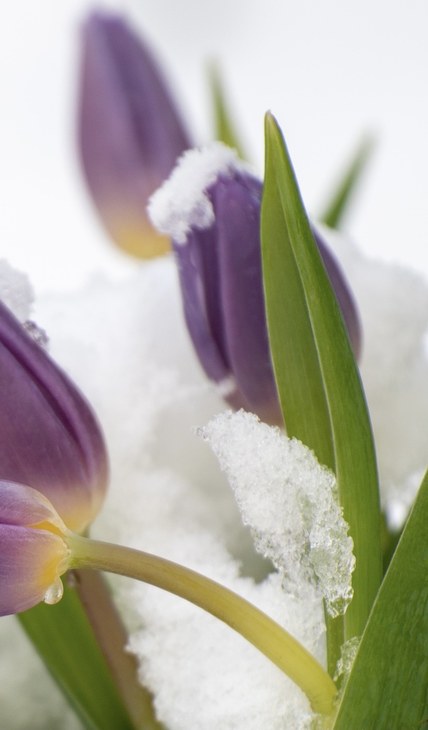 Фиолетовые тюльпаны в снегу