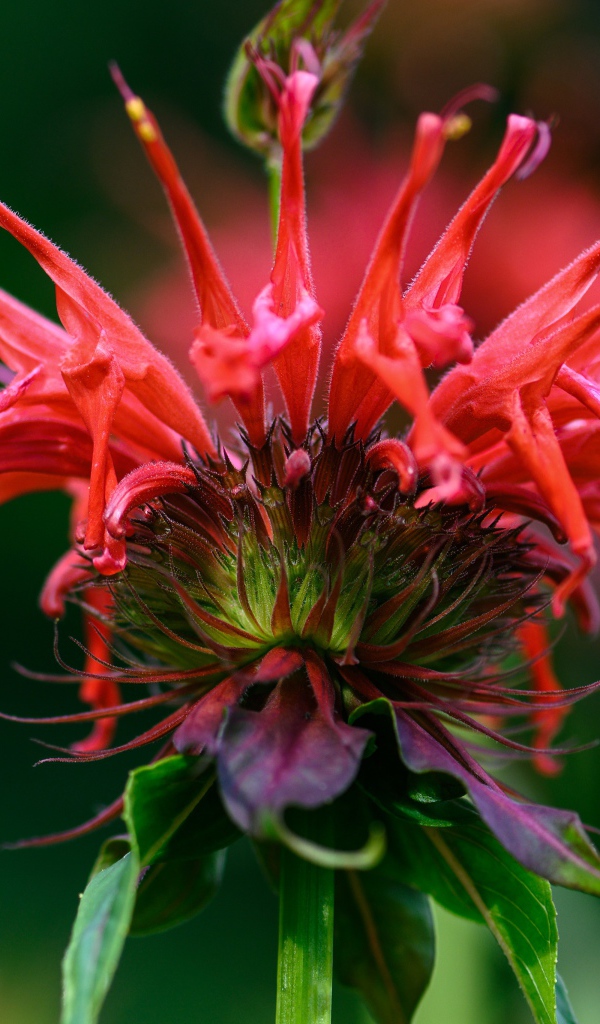 Красный цветок Монарда на зеленом фоне 