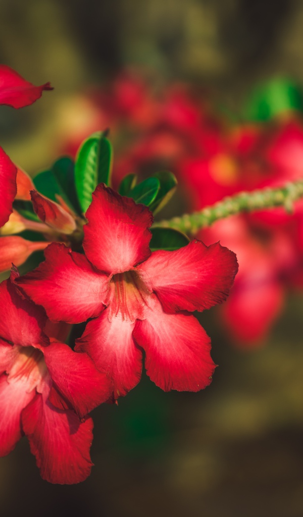 Красные цветы Адениум крупным планом 