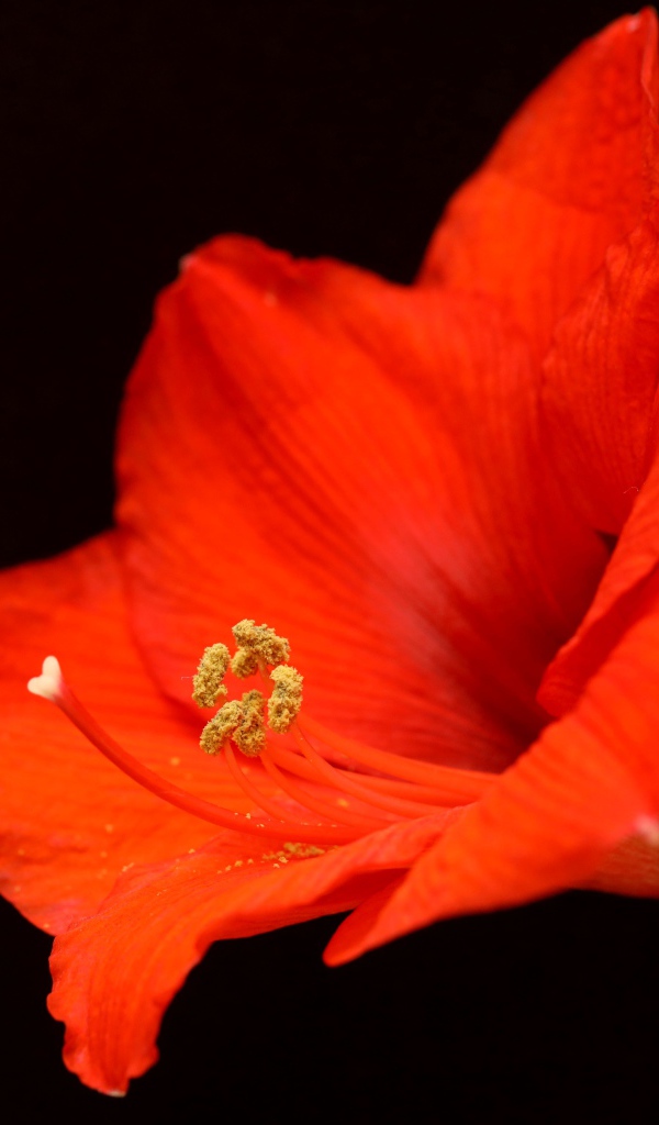 Красный цветок амариллиса на черном фоне 