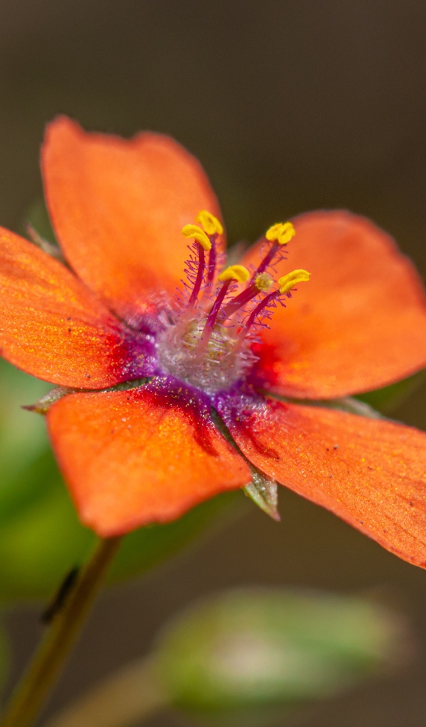 Красный цветок Анагаллис крупным планом 