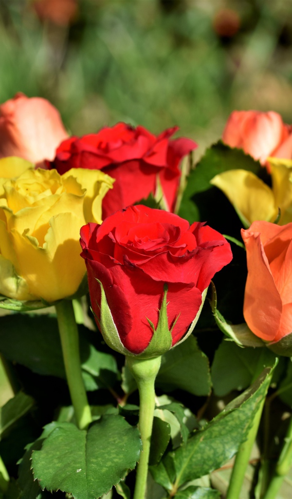 Красные и желтые английские розы в букете