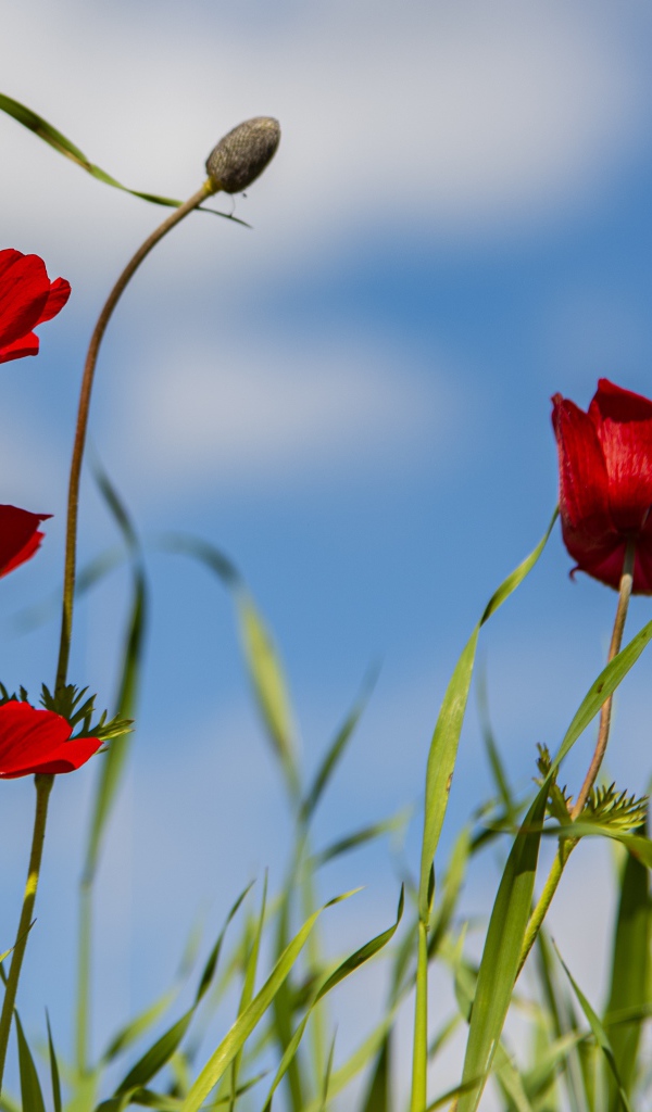 Красные цветы анемона в зеленой траве 