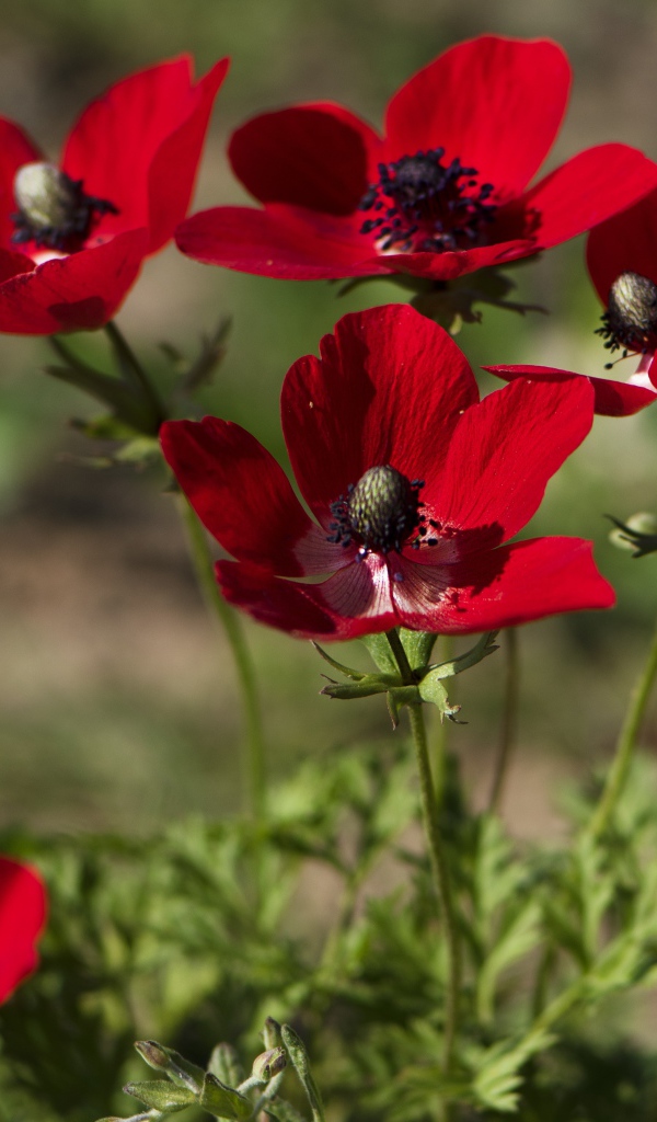 Красные цветы анемона на клумбе летом
