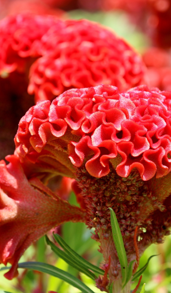 Красный цветок целозия крупным планом 