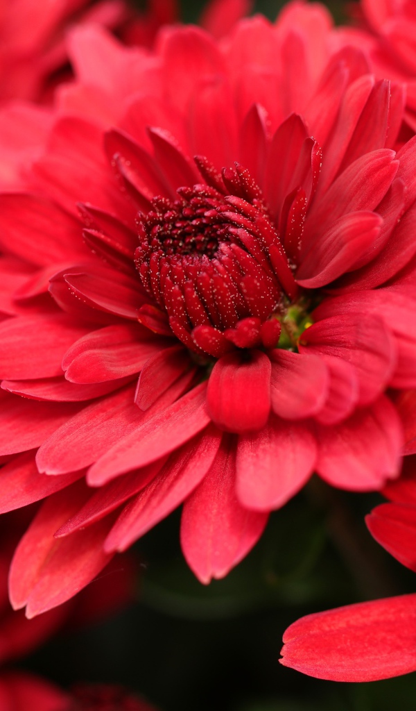 Красные цветы хризантемы крупным планом