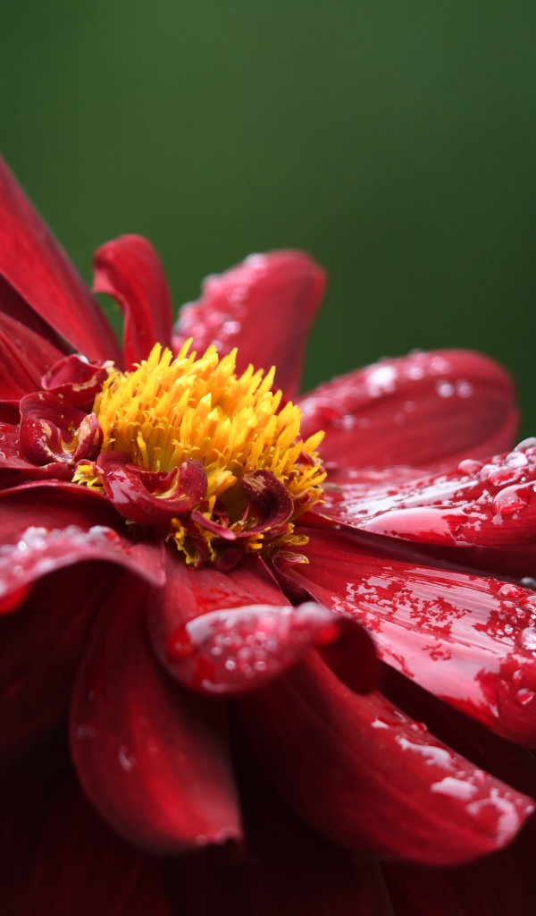 Красный цветок георгина в каплях росы крупным планом