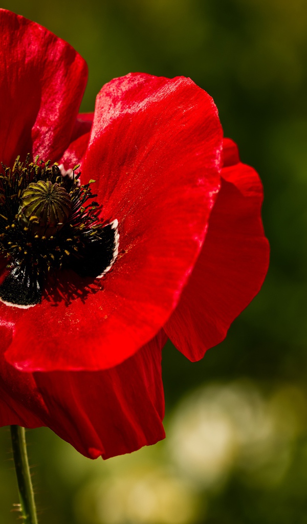 Красные нежные лепестки мака крупным планом 