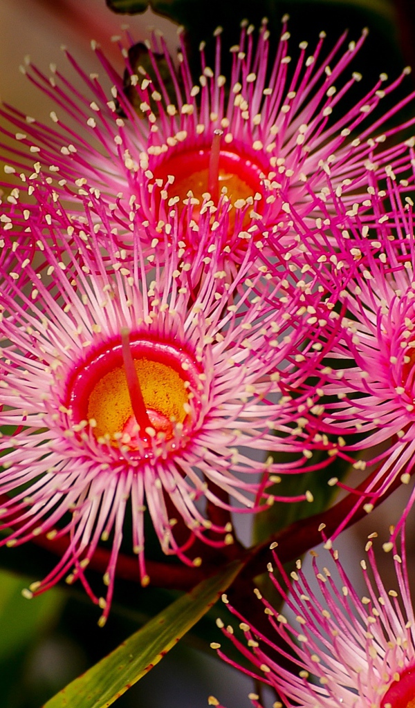 Красные цветы эвкалипта крупным планом