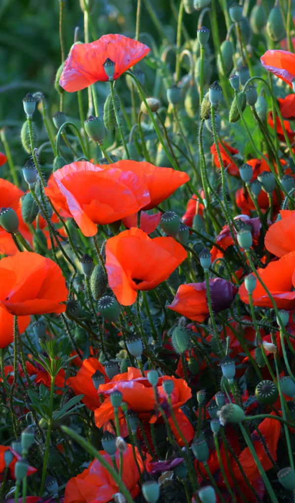 Красные полевые маки с бутонами летом