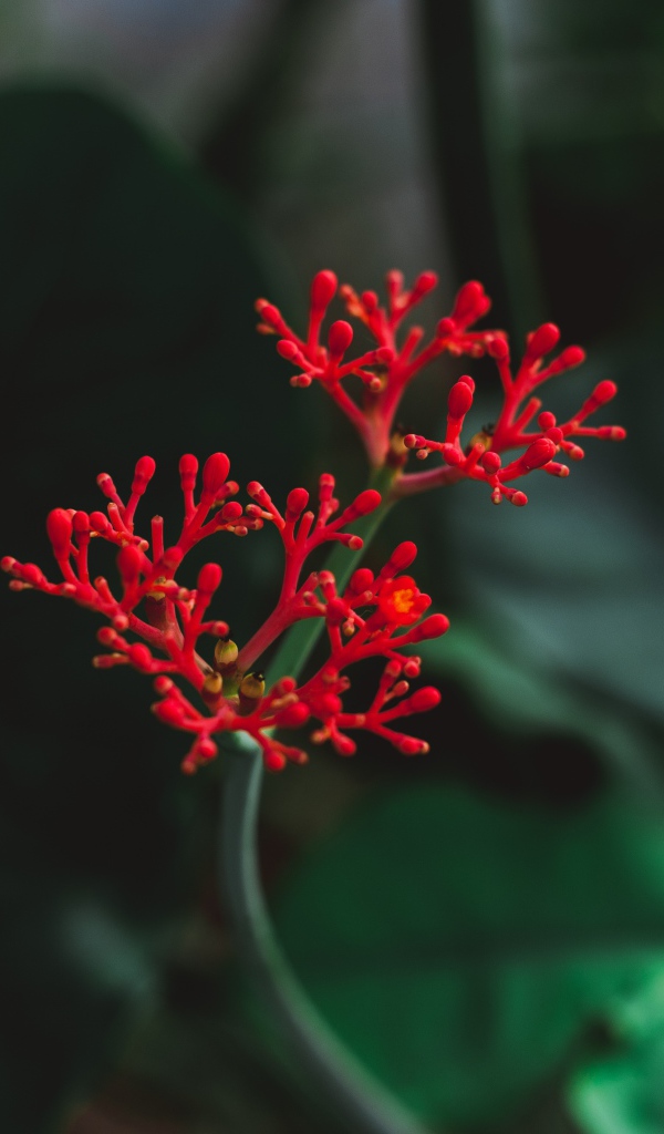 Красный цветок крупным планом