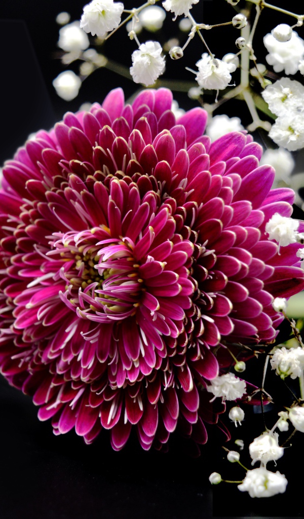 Красный цветок герберы с гипсофилой на черном фоне