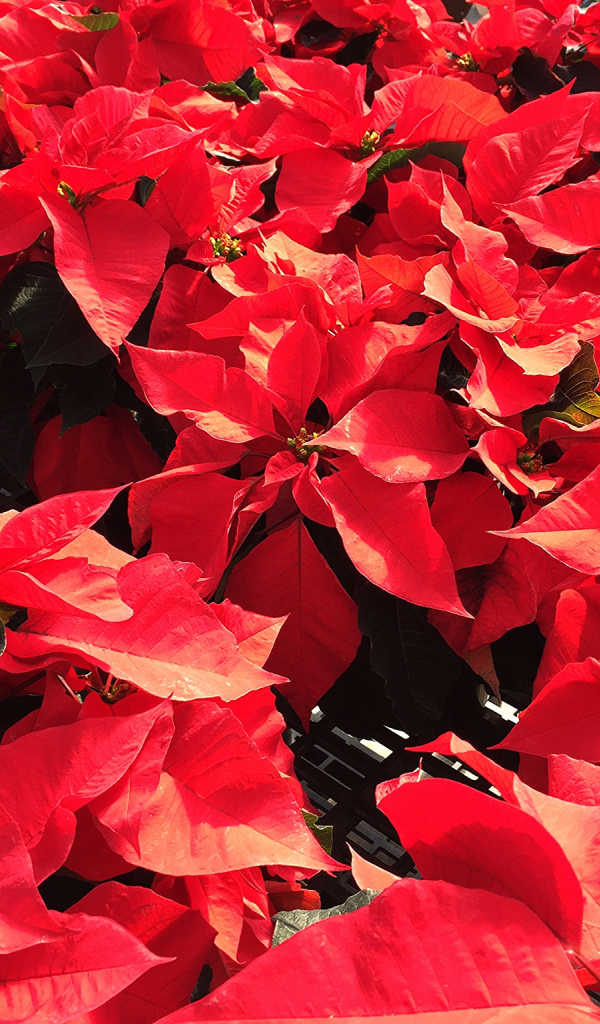 Красные листья цветов молочая в лучах солнца