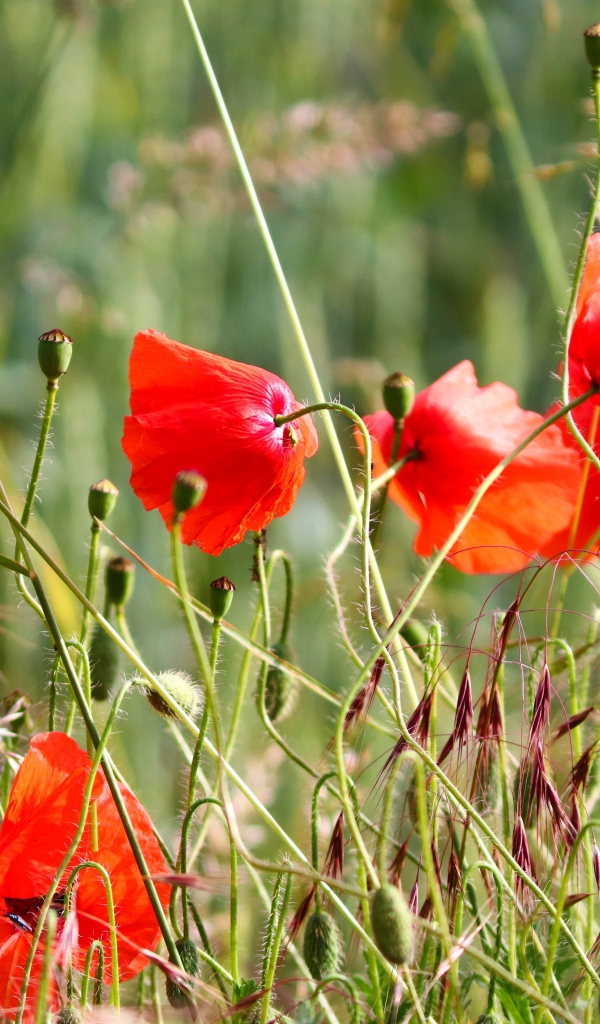 Красные маки в зеленой полевой траве
