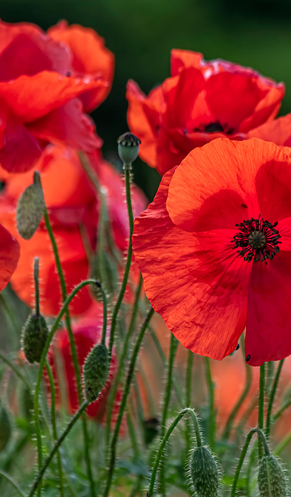 Красные цветы мака с бутонами на поле 