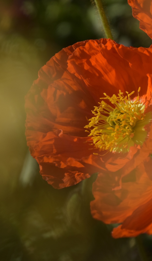 Красный мак в тумане на клумбе 