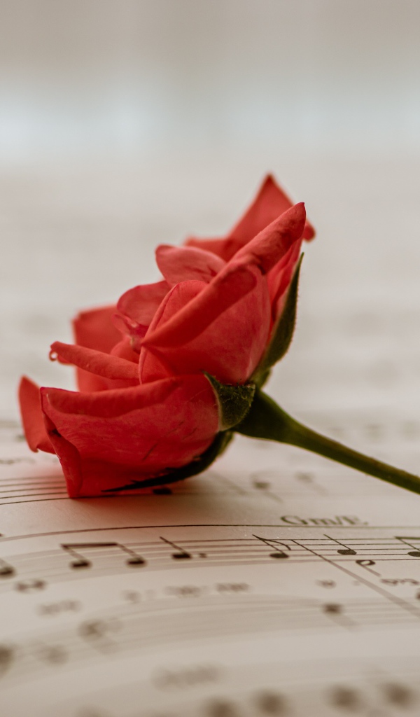 Красная роза на нотной тетради 
