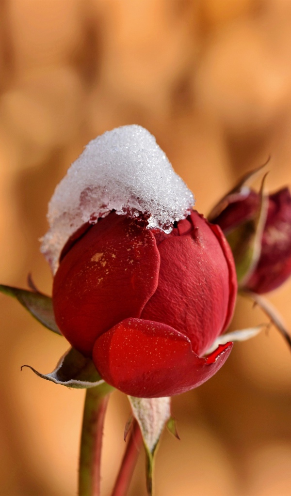 Бутон розы в снегу крупным планом