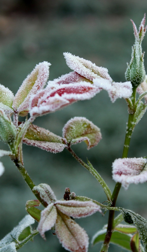 Бутоны роз в холодном инее на клумбе