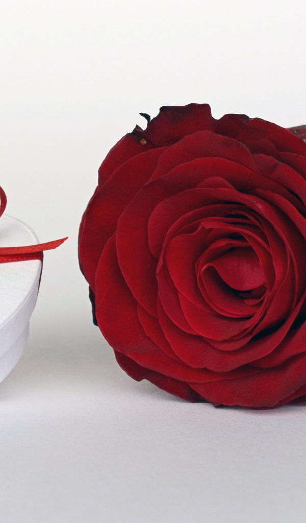 Алая роза с подарком на белом столе