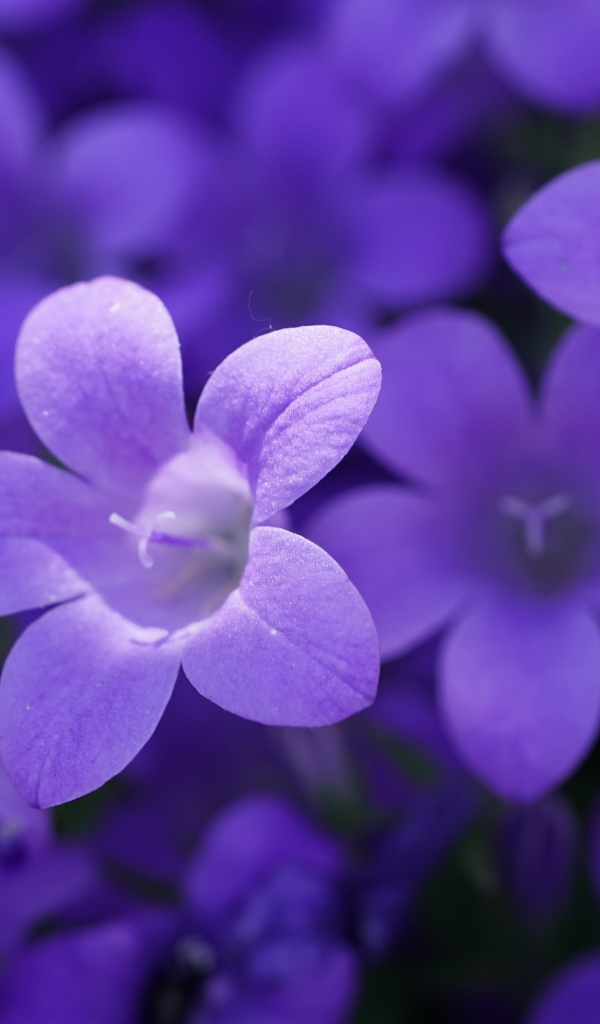 Маленькие синие колокольчики крупным планом