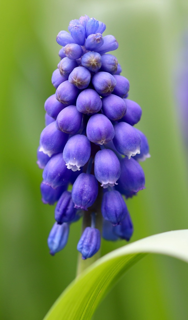 Маленький синий цветок мускарик с зелеными листьями