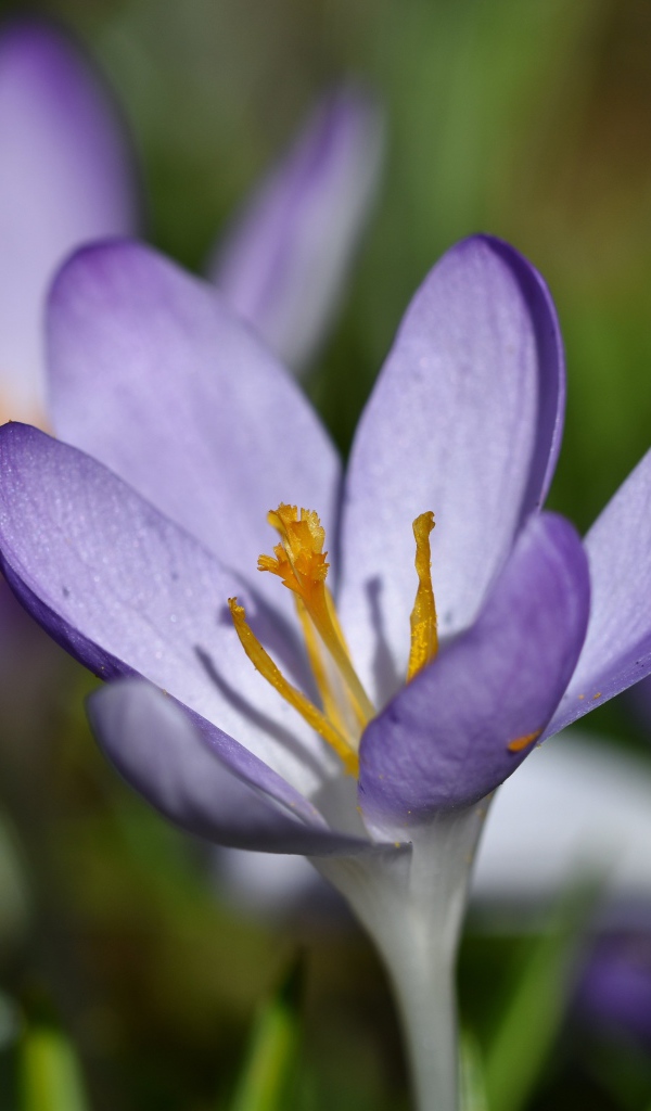 Маленький сиреневый цветок крокуса крупным планом