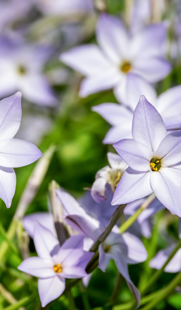 Маленькие сиреневые цветы седмичника