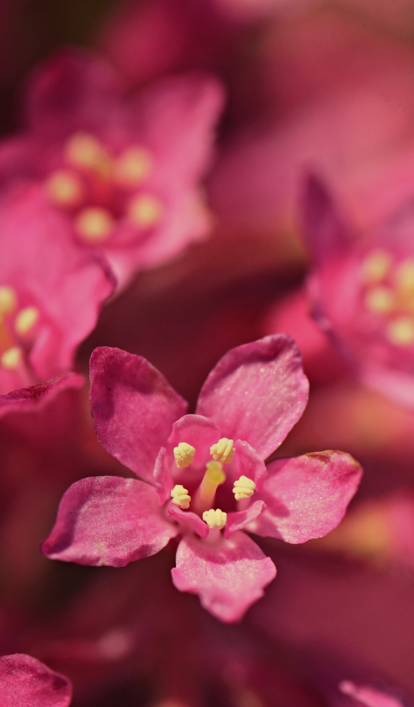 Мелкие розовые цветы эмбелия