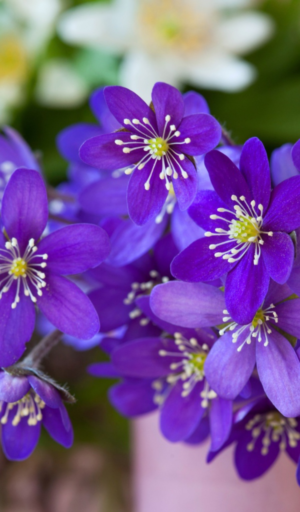 Мелкие фиолетовые цветы крупным планом 