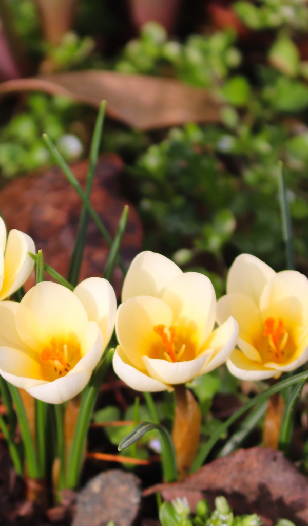 Маленькие белые крокусы с желтой серединкой 