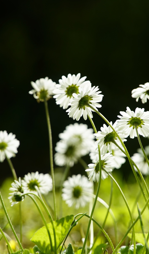 Маленькие белые ромашки на поле 