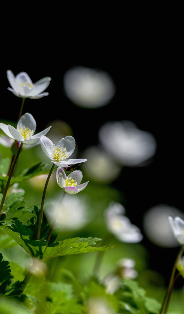 Мелкие белые лесные цветы анемона 