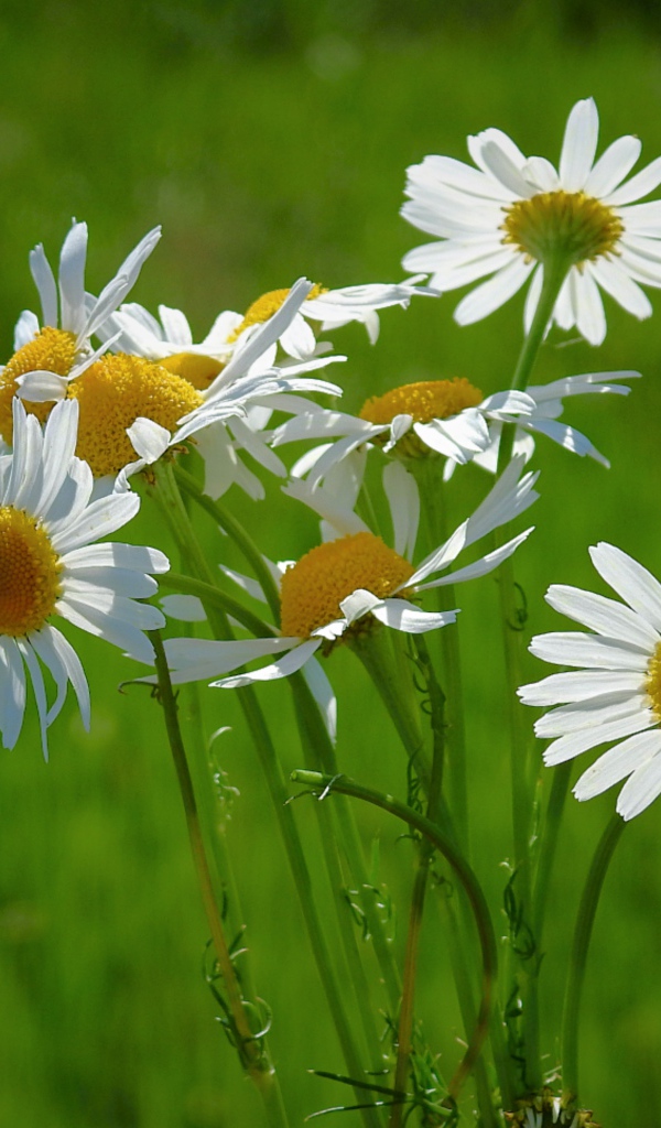 Маленькие белые полевые ромашки на зеленом фоне