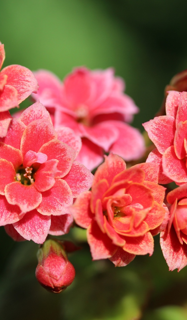 Сочные розовые цветы каланхоэ