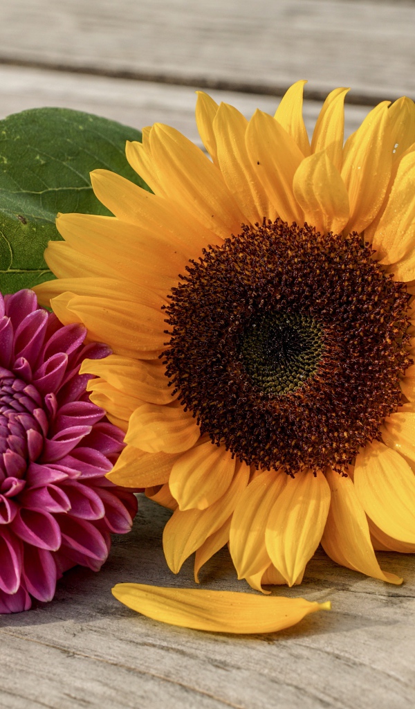 Цветок подсолнуха и георгина на деревянной лавке