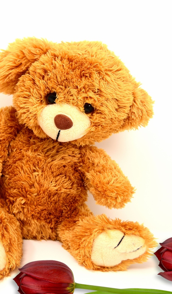 Медвежонок Тедди  с тюльпанами на белом фоне