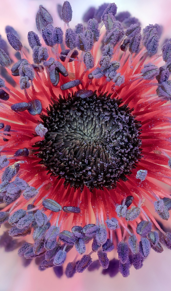 Середина цветка розовой анемоны 