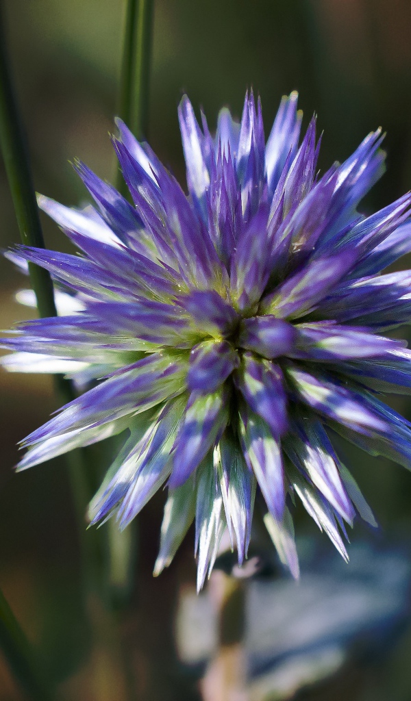 Цветок чертополоха крупным планом 