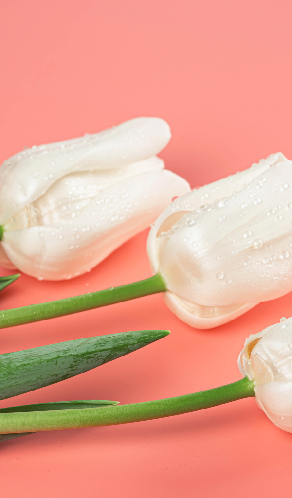 Три красивых нежных белых тюльпана на розовом фоне