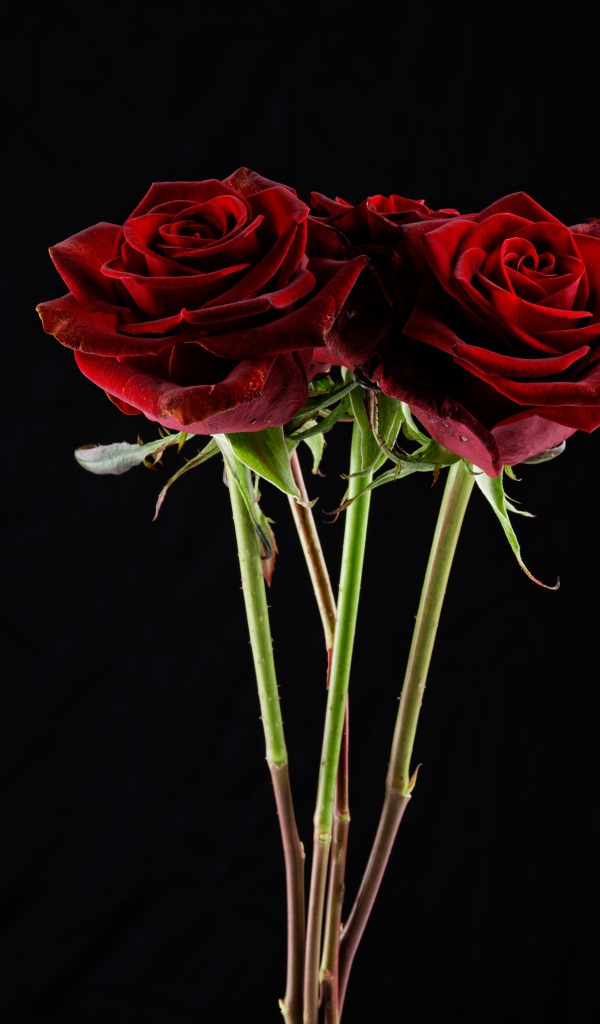 Три  бордовые розы на черном фоне