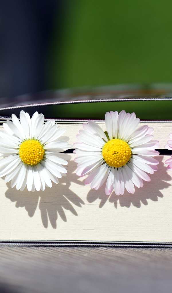 Три цветка маргаритки лежат в книге 
